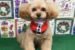 12月のお友達☆