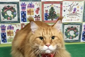 12月のお友達☆