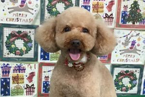 12月のお友達☆