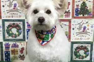 12月のお友達☆