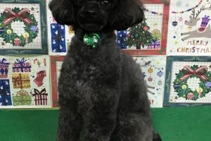 12月のお友達☆