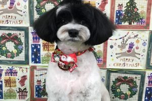 12月のお友達☆