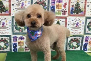 12月のお友達☆
