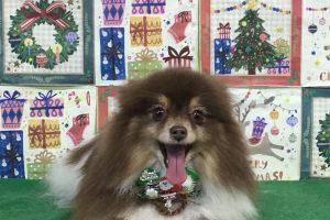 12月のお友達☆