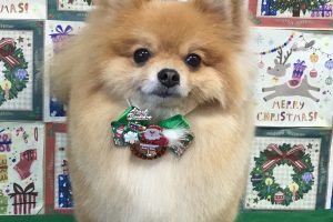 12月のお友達☆