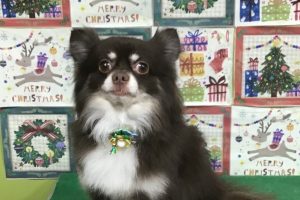 12月のお友達☆
