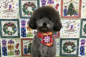 12月のお友達☆