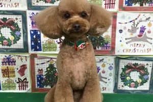 12月のお友達☆