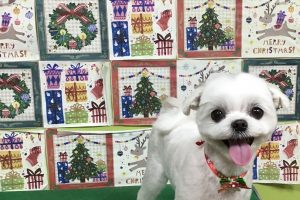 12月のお友達☆