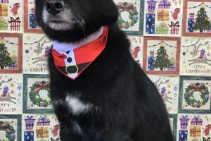 12月のお友達☆