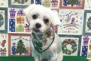 12月のお友達☆
