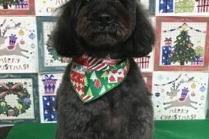 12月のお友達☆