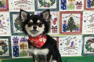 12月のお友達☆