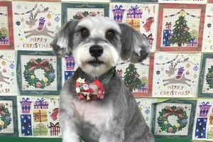 12月のお友達☆