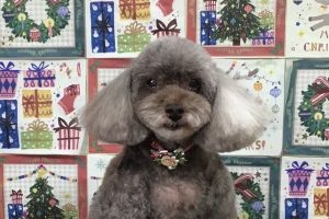 12月のお友達☆