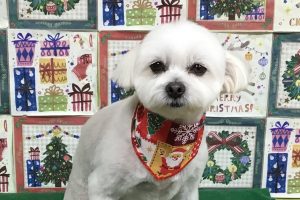 12月のお友達☆