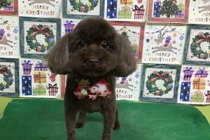 12月のお友達☆