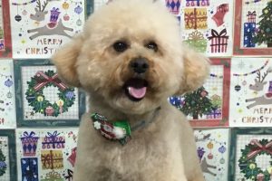 12月のお友達☆