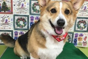 12月のお友達☆