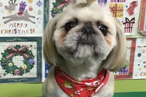 12月のお友達☆
