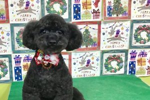 12月のお友達☆
