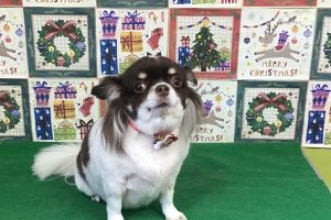12月のお友達☆