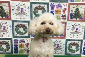 12月のお友達☆