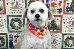 12月のお友達☆