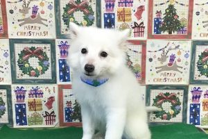 １２月のお友達☆