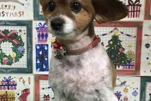 12月のお友達☆