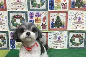 12月のお友達☆