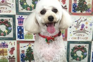 12月のお友達☆