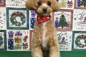12月のお友達☆