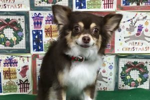 12月のお友達☆