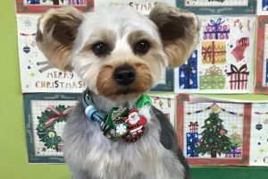 12月のお友達☆