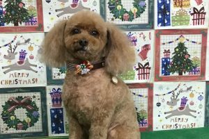 12月のお友達☆