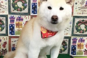 12月のお友達☆