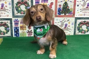 12月のお友達☆