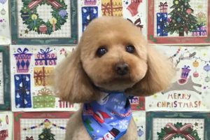 12月のお友達☆