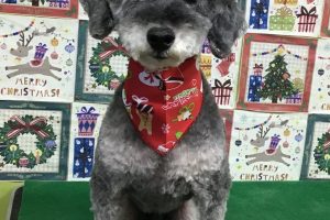 12月のお友達☆