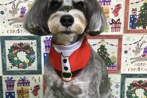 12月のお友達☆
