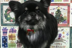 12月のお友達☆