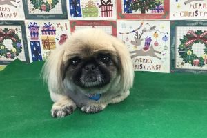12月のお友達☆