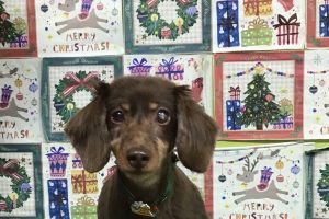 12月のお友達☆