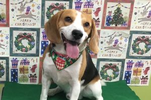12月のお友達☆