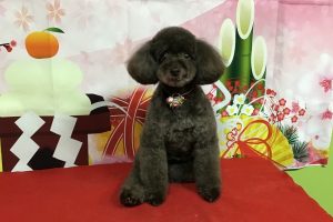 12月のお友達☆