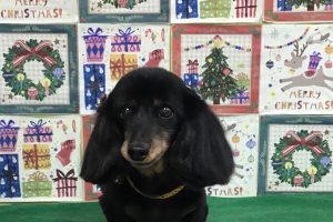 12月のお友達☆