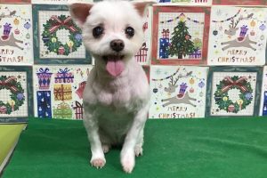 12月のお友達☆