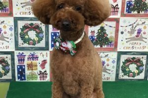 12月のお友達☆