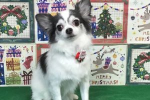 12月のお友達☆